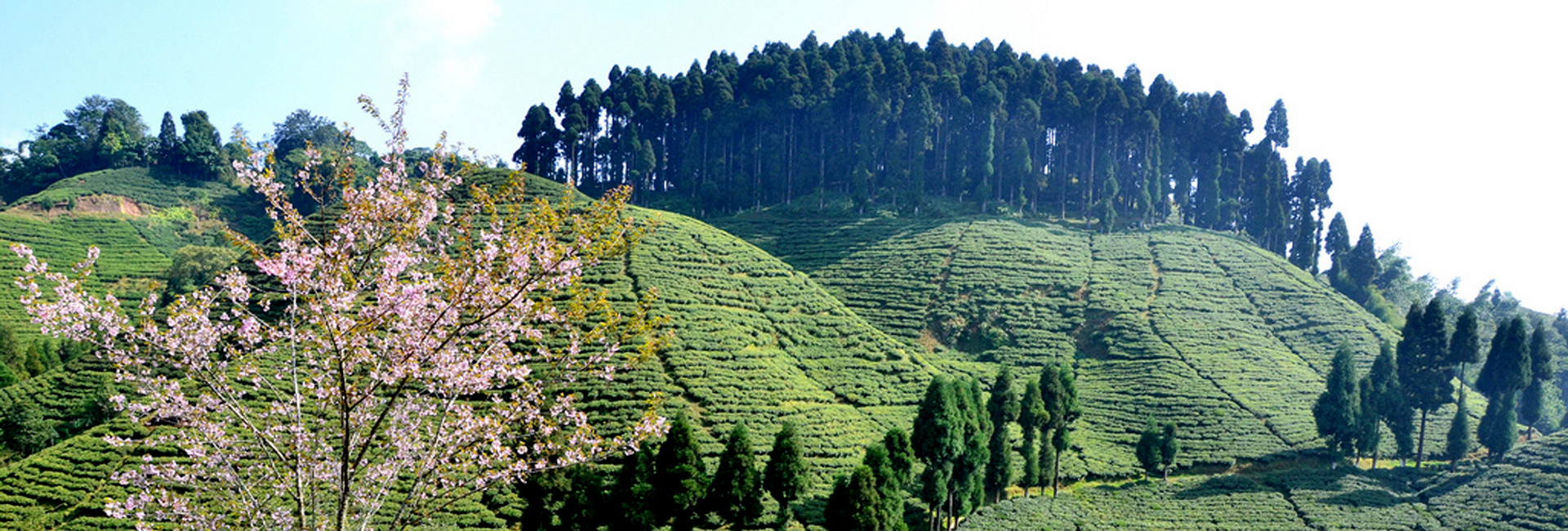 Darjeeling Tour