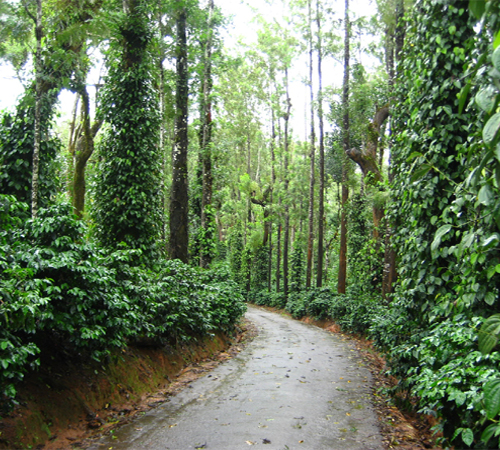 Bangalore - Mysore - Coorg Tour