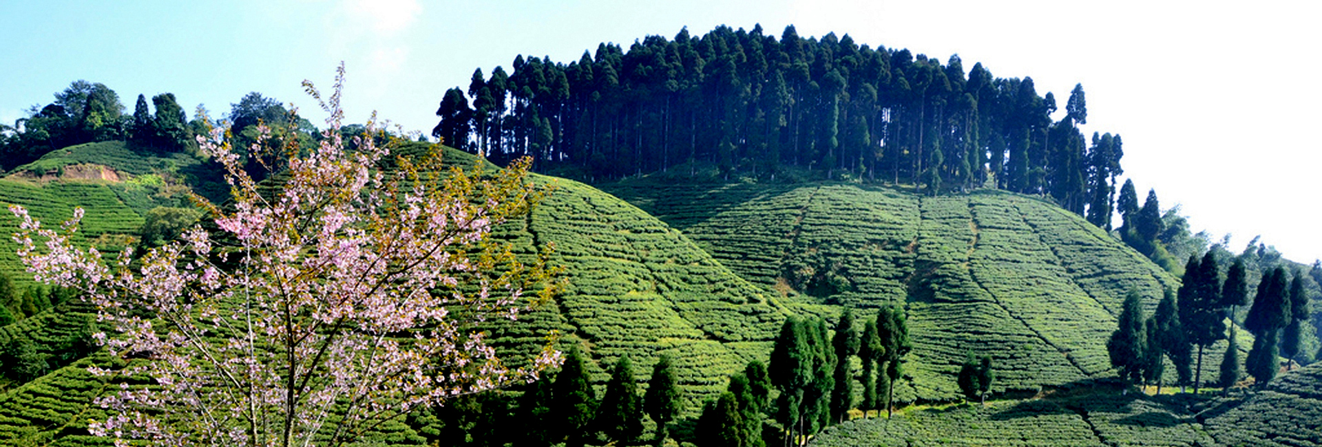 Gangtok - Darjeeling Tour